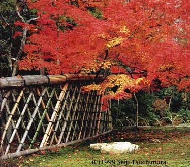 Japanese maple at Koetsuji Temple