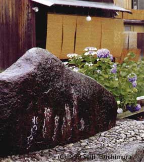 hydrangea beside Shirakawa River in Gion