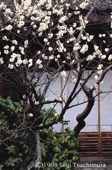 ume tree at Jinko-in Temple
