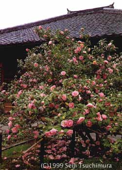 five colors camellia at Jizoin Temple